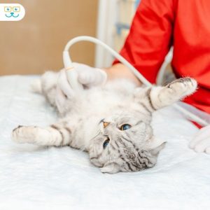 تشخیص بیماری ها به کمک سونوگرافی در گربه ها
