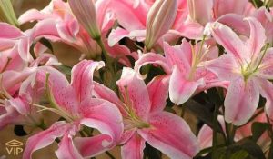 چگونه از گیاهان سمی در خانه جلوگیری کنیم — نکات ایمنی برای صاحبان سگ"