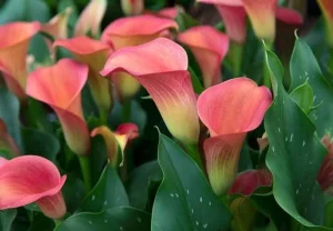 گل شیپوری گیاه سمی برای سگها